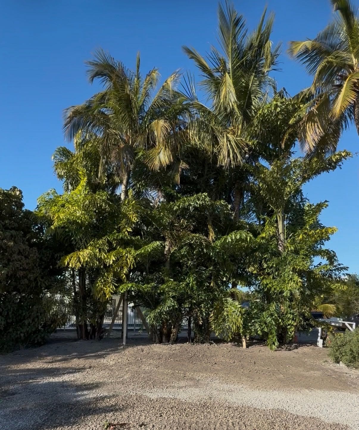 Dense Areca and coconut palm privacy hedge installed on a freshly prepped gravel grade in the Florida Keys — Alex Landscaping installation.